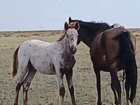 घोड़ा, Kazakh horse — फ़ोटो 2
