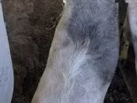 Ziege, Ziegen — Foto 1