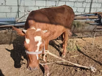 Bovinos (lote, sexo no especificado), Simmental cattle — foto 3