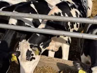 بقرة, Russian Black pied cattle — الصورة 5