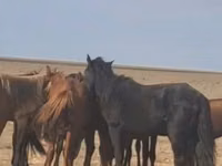 Hengst, Kazakh horse — Foto 1