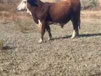 Bulle, Simmental cattle — Foto 1