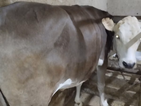 母牛, Holstein breed