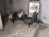 Chickens — Foto 3