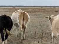 Сиыр, Latvian Blue cattle — 2-сурет