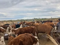 Kuh, Aberdeen-Angus — Foto 4
