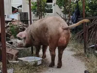 मादा सूअर, सूअर — फ़ोटो 1