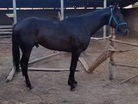 Hengst, Thoroughbred horse — Foto 1