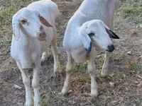 मेढ़ा, भेड़ — फ़ोटो 5