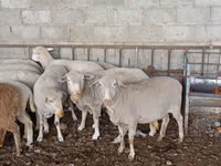 Schaf, Merino sheep — Foto 3