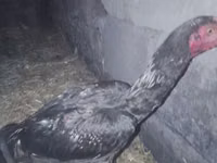 Chickens — Foto 1