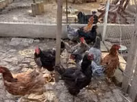 Australorp — Foto 1