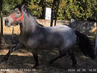 Caballo, Caballos — foto 5