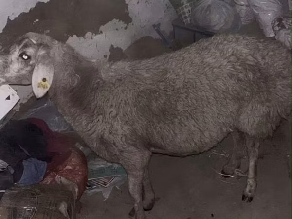 كبش, الأغنام — كازاخستان