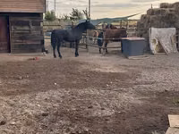 公马, Horses — 照片 2