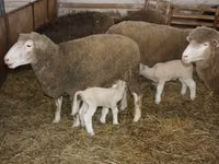 Carnero, Dorset horn sheep — foto 3