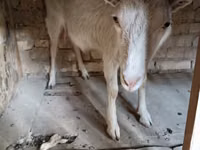 Ziegenbock, Saanen goat — Foto 4