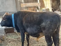 Toro, Ganado vacuno — foto 3