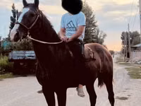 公马, Horses — 照片 5