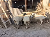 绵羊（批次，未指定性别）, Sheep — 照片 4