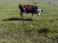 Bulle, Kasachische Weißkopfkuh — Foto 8