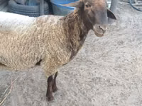 मेढ़ा, भेड़ — फ़ोटो 3