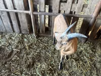 Ziegenbock, Nubian Goat — Foto 4