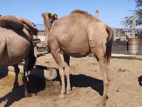 Kamele (Partie, Geschlecht nicht angegeben), Kazakh Bactrian camel — Foto 4