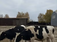 Toro, Raza Holstein — foto 6
