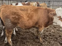 Bulle, Simmental cattle — Foto 1