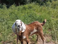 تيس, Nubian Goat — الصورة 2