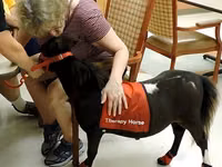 حصان, Miniature horse — الصورة 6