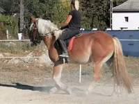Caballo, Gypsy horse — foto 4