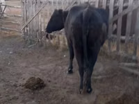 गाय, Latvian Blue cattle — फ़ोटो 3