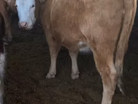 母牛, Simmental cattle — 照片 1