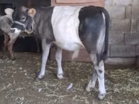 गाय, Latvian Blue cattle — फ़ोटो 2