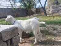 Ziege, Alpine goat — Foto 5