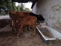 بقرة, الماشية — الصورة 1