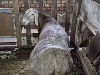 मेढ़ा, Rhon sheep — फ़ोटो 7