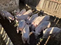 Eber, Schweine — Foto 3