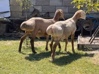 Widder, Edilbay sheep — Foto 2