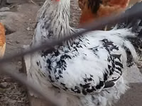 Chickens — Foto 1