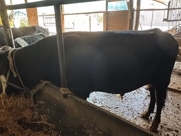 Rinder (Partie, Geschlecht nicht angegeben), Aberdeen-Angus — Usbekistan