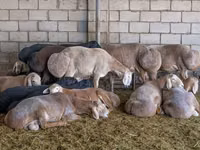 Carnero, Dorper sheep — foto 2
