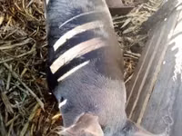 Sow, Pigs — photo 3