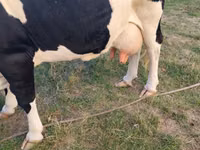 Cow, Russian Black pied cattle — photo 3