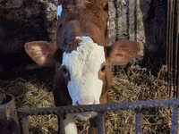 公牛, Simmental cattle — 照片 7