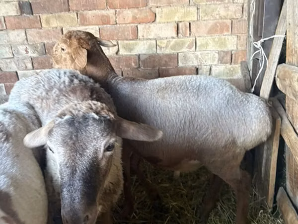 Oveja, Ovejas — Kirguistán