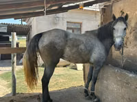 घोड़ा, Kazakh horse — फ़ोटो 1