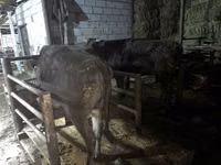 Vaca, Ganado vacuno — foto 2